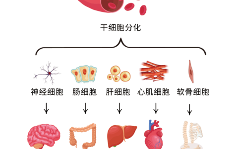 “打干细胞”是什么意思？