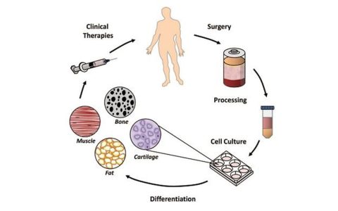 不懂干细胞？读完本文让你成为干细胞专家！
