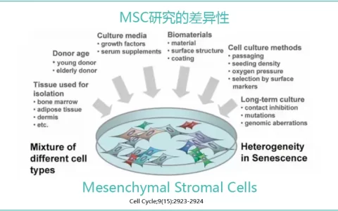 细说骨髓、脐带、脂肪3种来源干细胞的区别