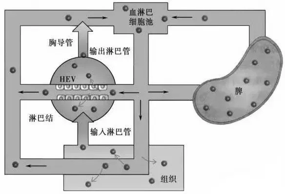 科普：干细胞为什么大都是静脉回输？