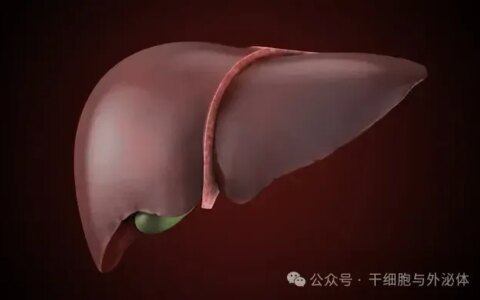 全球73项临床证实：间充质干细胞疗法有望改变肝病治疗格局