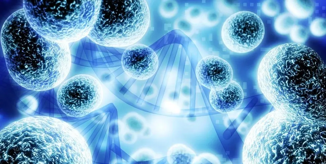 90天让体内胰岛素“重生，干细胞改善糖尿病的最新进展