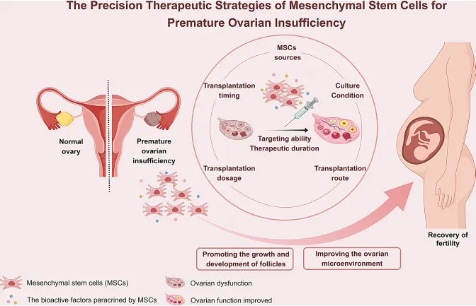干细胞能逆转卵巢早衰？同济医院权威综述详解5大精准治疗突破！