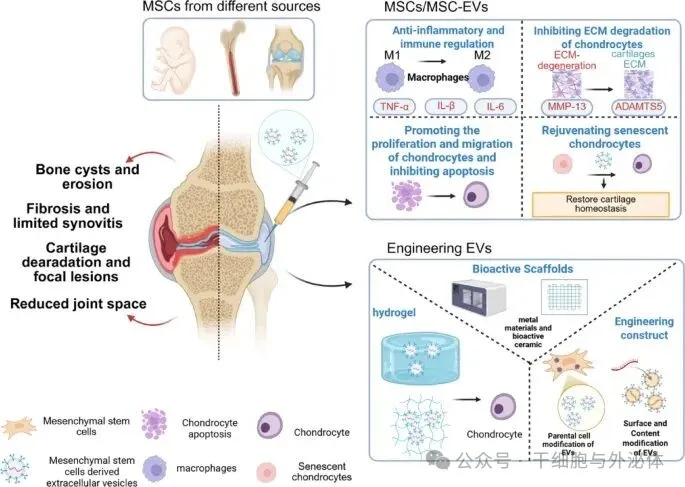 膝骨关节炎治疗迎新突破！干细胞 “小快递” 逆转软骨损伤，疼痛消、膝盖灵，告别 “治标不治本”