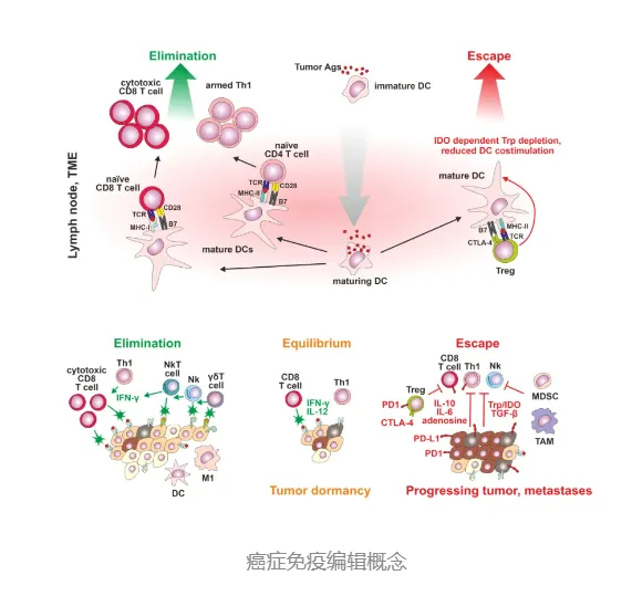 150亿NK细胞治疗助力，晚期癌症患者带瘤生存超1400天