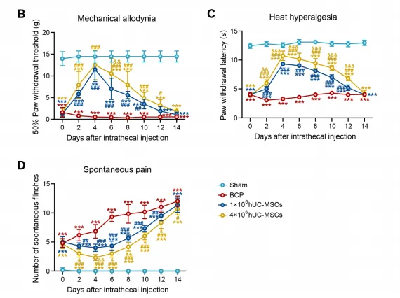 骨转移疼痛不止？前临床研究发现：脐带间充干细胞有镇痛效果且安全
