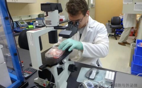 帕金森病治疗迎突破！iPS细胞疗法 BXT-110 移植12周实现显著行为恢复，体内存活率超 60%