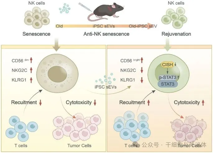 上海交大突破性研究：iPS细胞囊泡让 NK 细胞 “返老还童”，恢复其抗癌功能