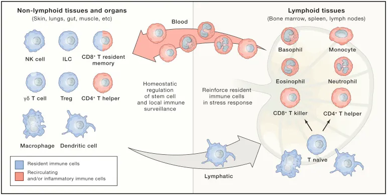 干细胞+免疫细胞：先清理，再修复，人体健康与抗衰的底层逻辑