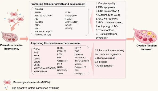 干细胞能逆转卵巢早衰？同济医院权威综述详解5大精准治疗突破！