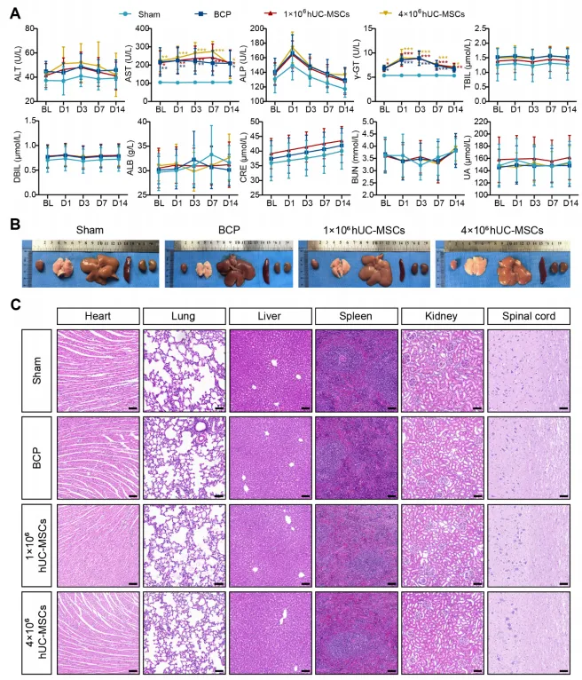 骨转移疼痛不止？前临床研究发现：脐带间充干细胞有镇痛效果且安全