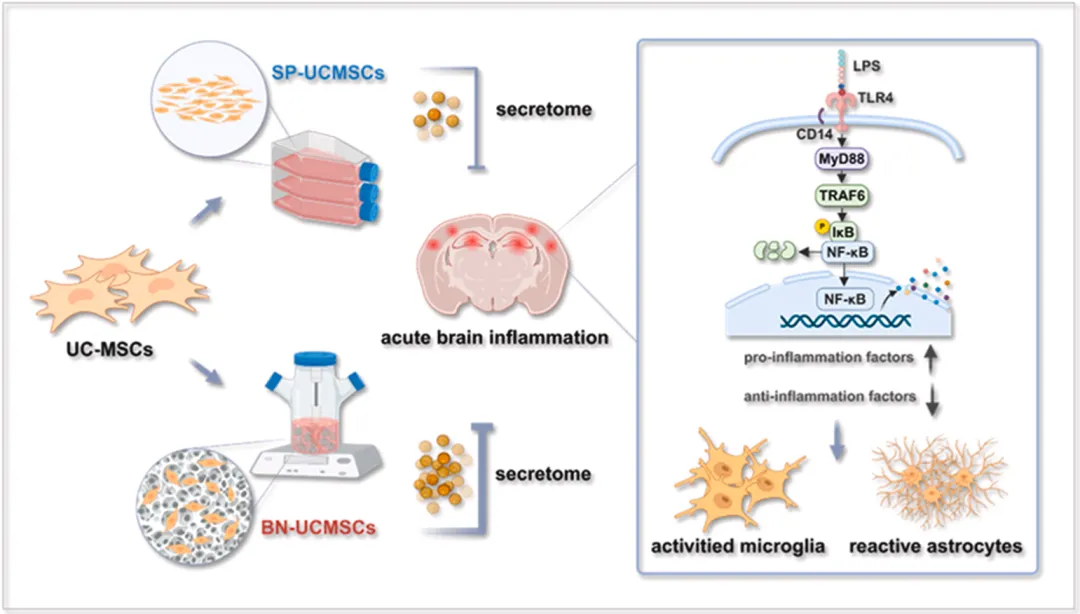 为什么看似一样的干细胞，效果却天差地别？关键在这里...