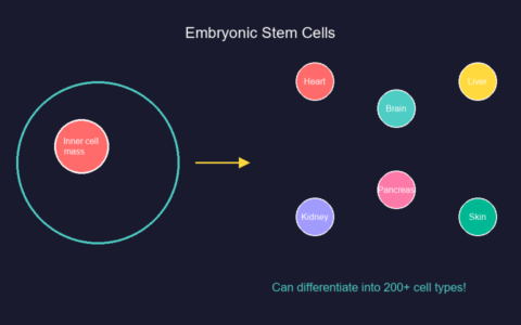科普：一文读懂干细胞的3种分类