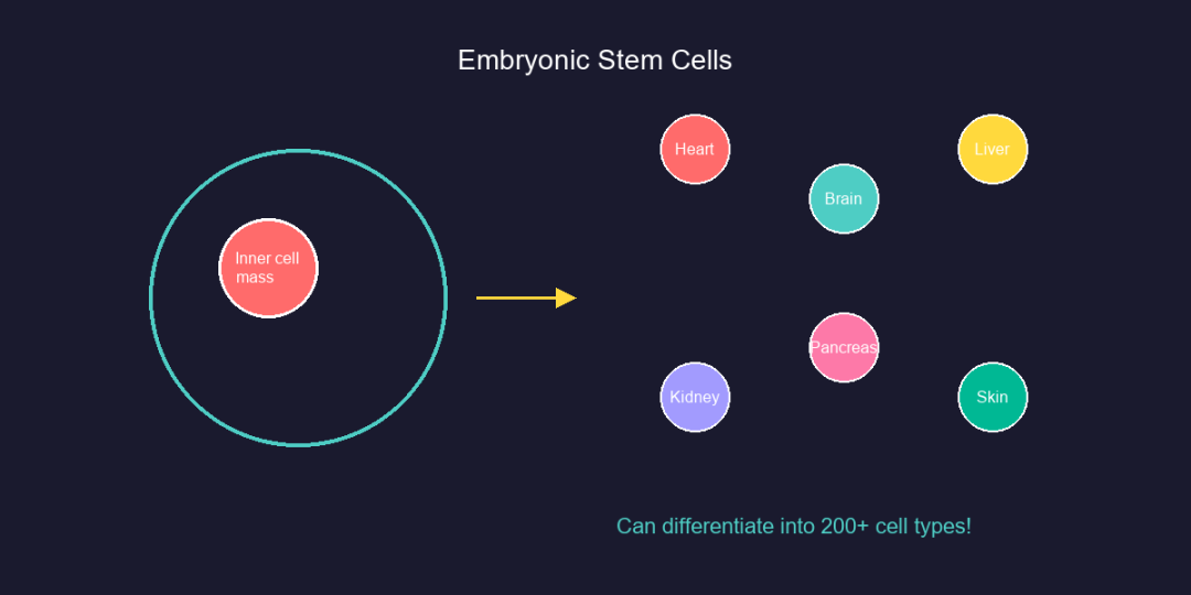 科普：一文读懂干细胞的3种分类
