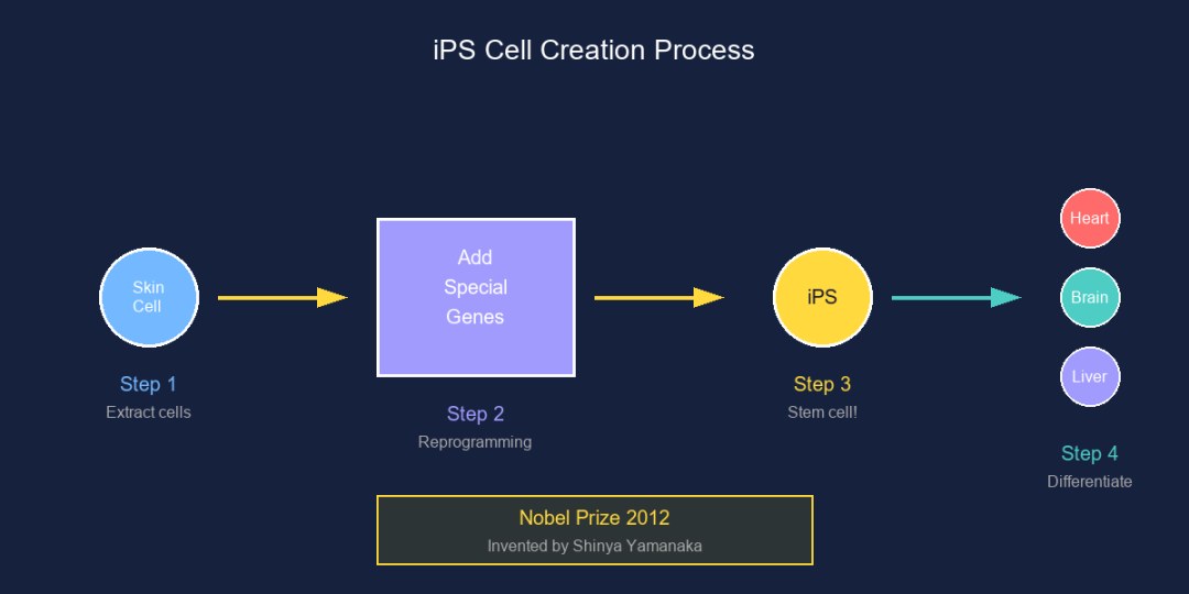 科普：一文读懂干细胞的3种分类
